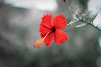 Hibiscus