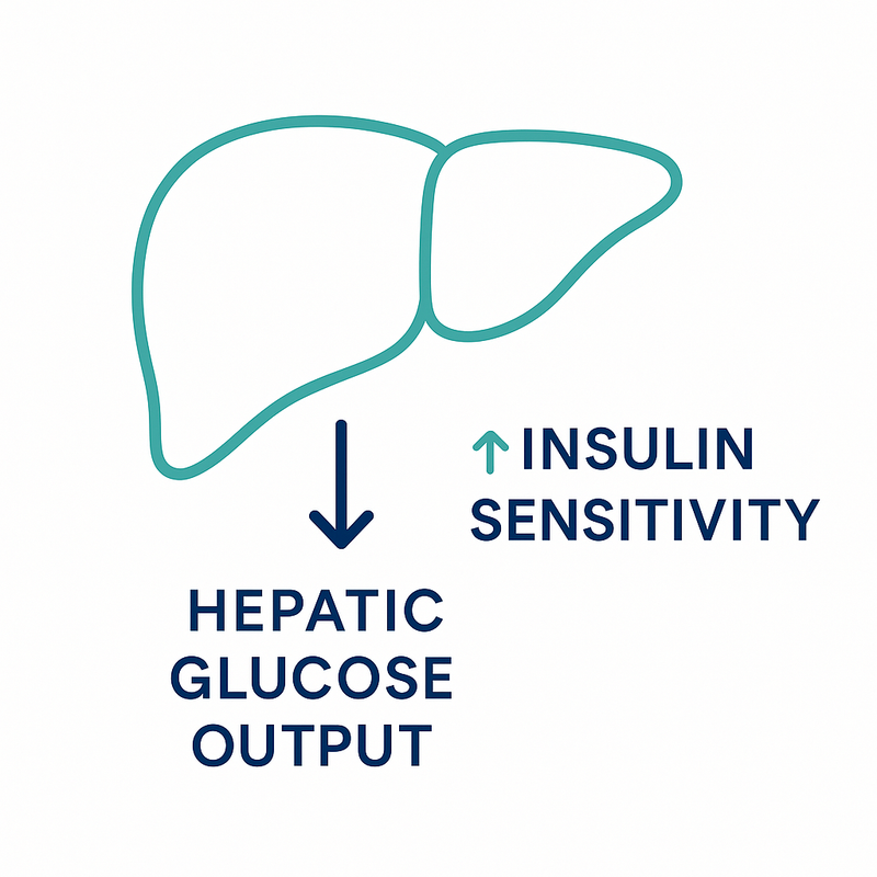 Minimal line illustration of a liver with a bold downward arrow labeled ‘↓ hepatic glucose output’ and a side tag ‘↑ insulin sensitivity’. Clean medical infographic style, teal + ink palette, white background.